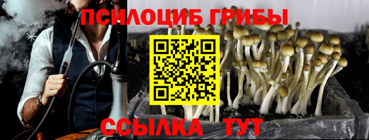 Псилоцибиновые грибы GOLDEN TEACHER  Псилоцибиновые грибы GOLDEN TEACHER  купить закладку  Вход с VPN  Новочебоксарск 